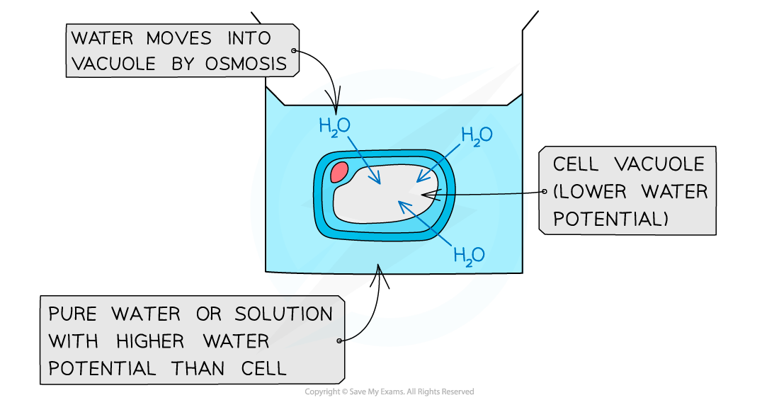 Diagram showing osmosis: water moves into a cell vacuole with lower water potential from a surrounding solution with higher water potential.