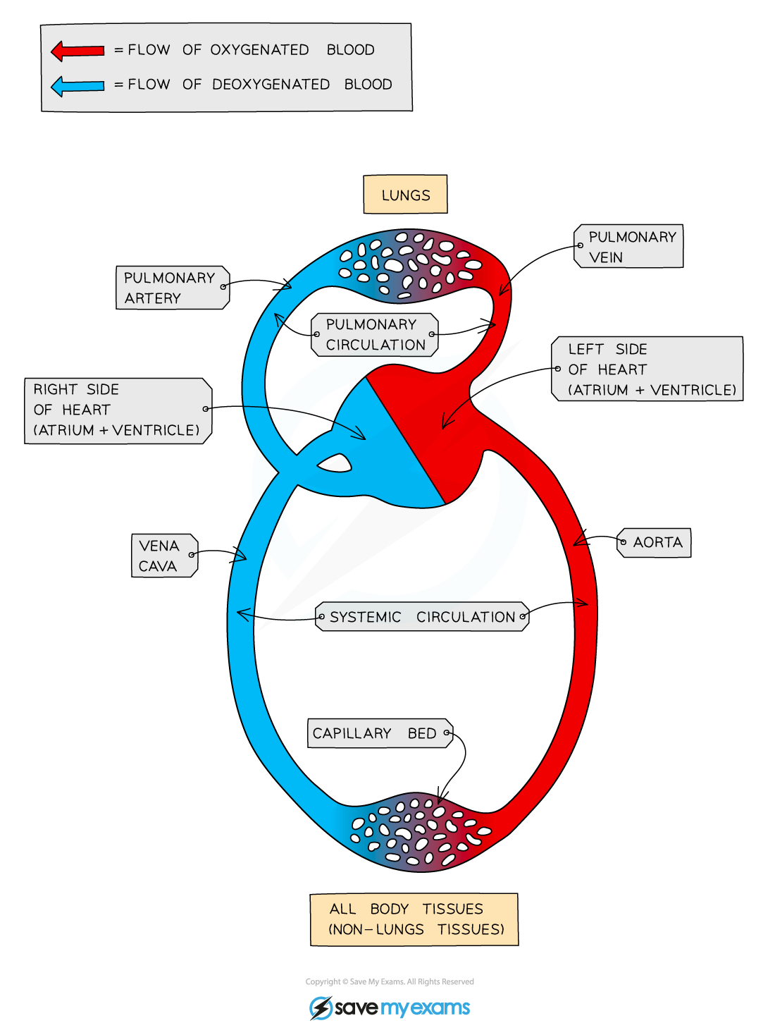 Diagram of blood circulation showing oxygenated and deoxygenated flow between the lungs, heart, and body tissues, with labelled components.