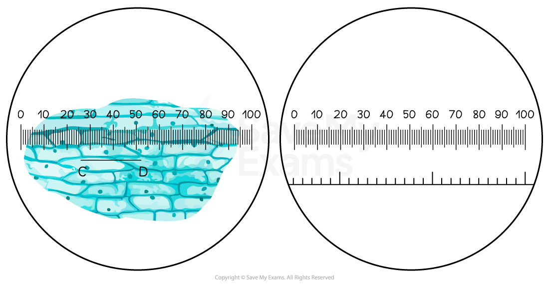 Two circular images show a blue plant cell under a microscope. One image has a ruler for measuring. Both images feature a scale from 0 to 100.