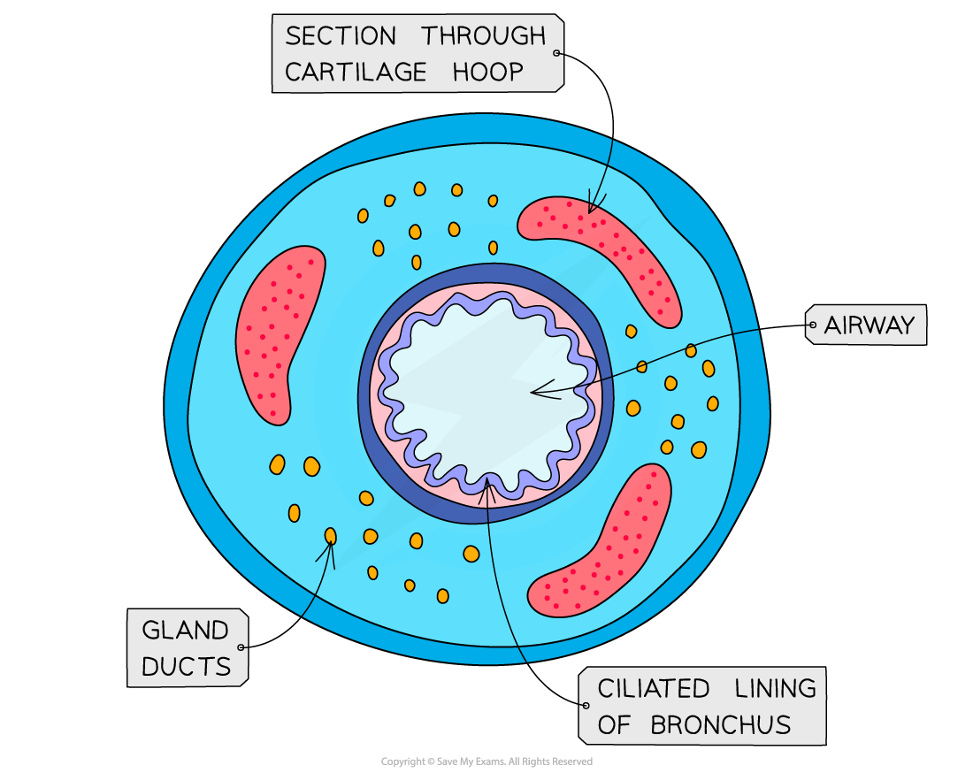 Cross-section diagram of a bronchus showing labelled sections: airway, cartilage hoop, gland ducts, ciliated lining, and surrounding tissue features.