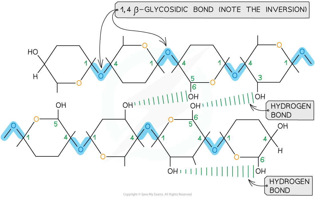 Chemical structure depicting 1,4 β-glycosidic bonds and hydrogen bonds, illustrating the inversion in polysaccharide chains with numbered carbons.