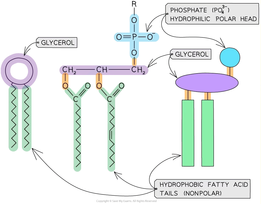 Diagram of a phospholipid showing a hydrophilic polar head with phosphate and glycerol, and two hydrophobic nonpolar fatty acid tails.