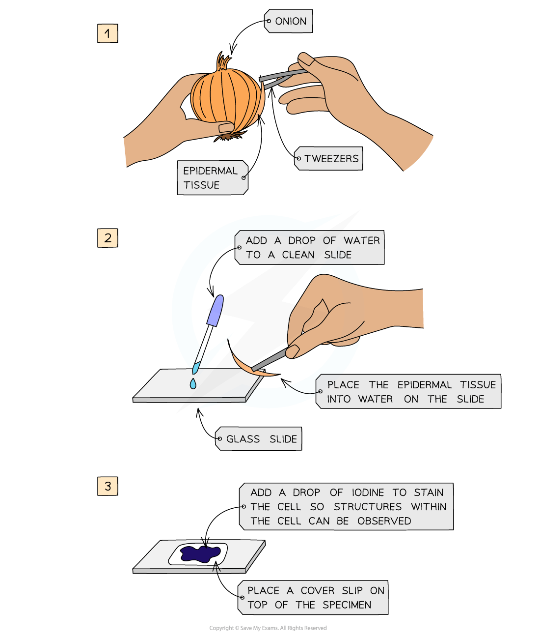 Step-by-step guide to prepare an onion slide for microscope: remove epidermal tissue, place on a wet slide, stain with iodine, and cover with slip.