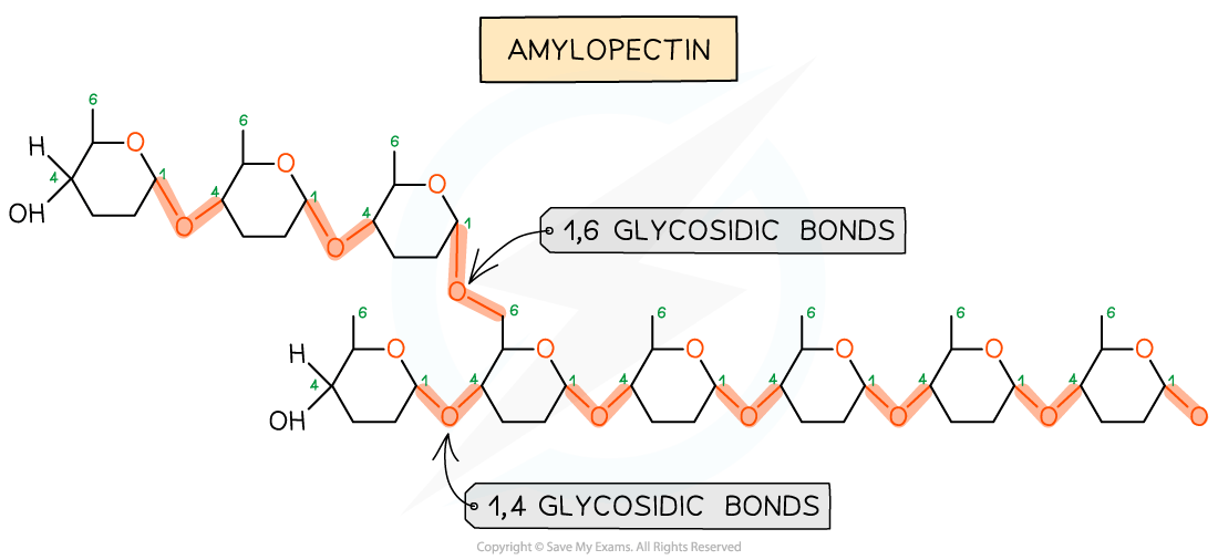 Diagram of amylopectin showing 1,4 and 1,6 glycosidic bonds between glucose units. Branching occurs at the 1,6 bonds.
