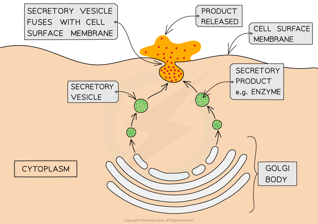 Diagram illustrating exocytosis with labels: Golgi body, secretory vesicles, cell membrane, and product release. Arrows show vesicle fusion and product release.