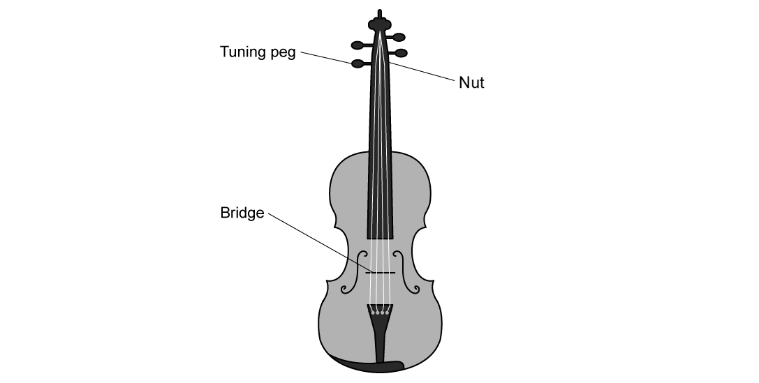 Structure of a violin showing labelled parts: tuning peg, nut, and bridge.