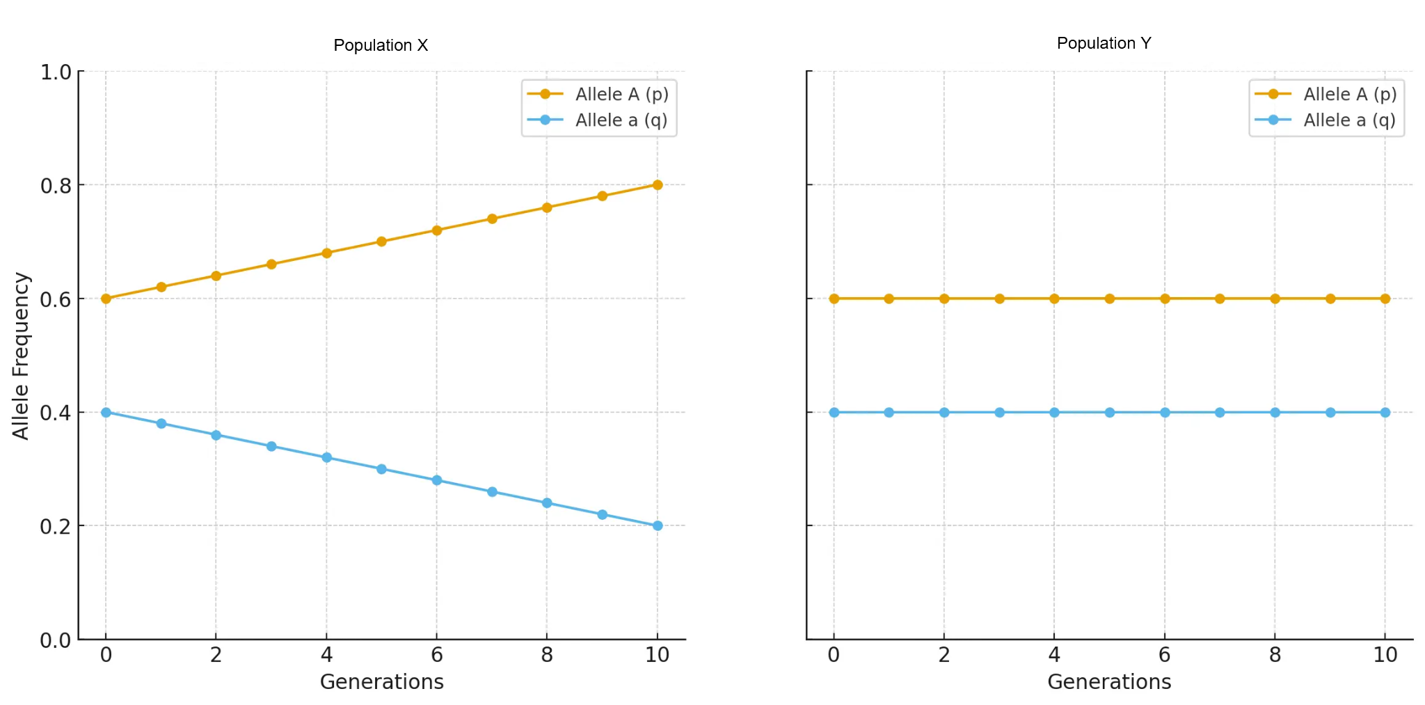 Two line graphs showing allele frequencies over generations: left graph shows change, right shows stability. Allele A is yellow, Allele a is blue.