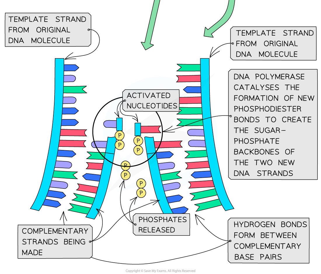 Diagram showing DNA replication: template strands separate, new nucleotides form complementary strands, phosphates released, catalysed by DNA polymerase.