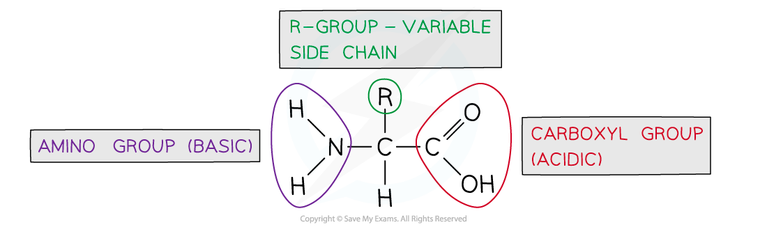 Diagram of an amino acid structure, showing an amino group, carboxyl group, and variable R-group side chain. Labels indicate basic and acidic groups.