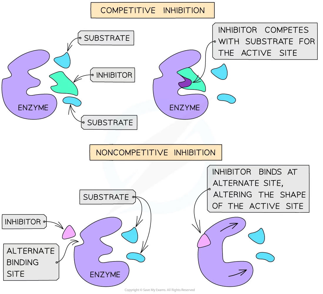 Diagram illustrating competitive and noncompetitive enzyme inhibition, showing inhibitors interacting with enzymes, blocking or altering substrate binding.