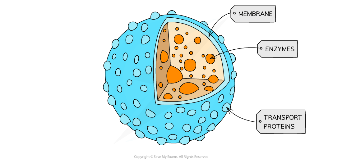 Lysosome