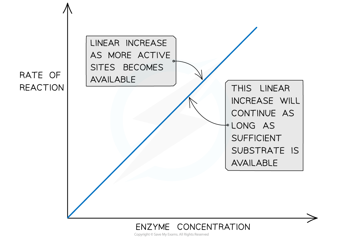 Graph showing rate of reaction versus enzyme concentration, depicting linear increase due to more active sites and sufficient substrate availability.