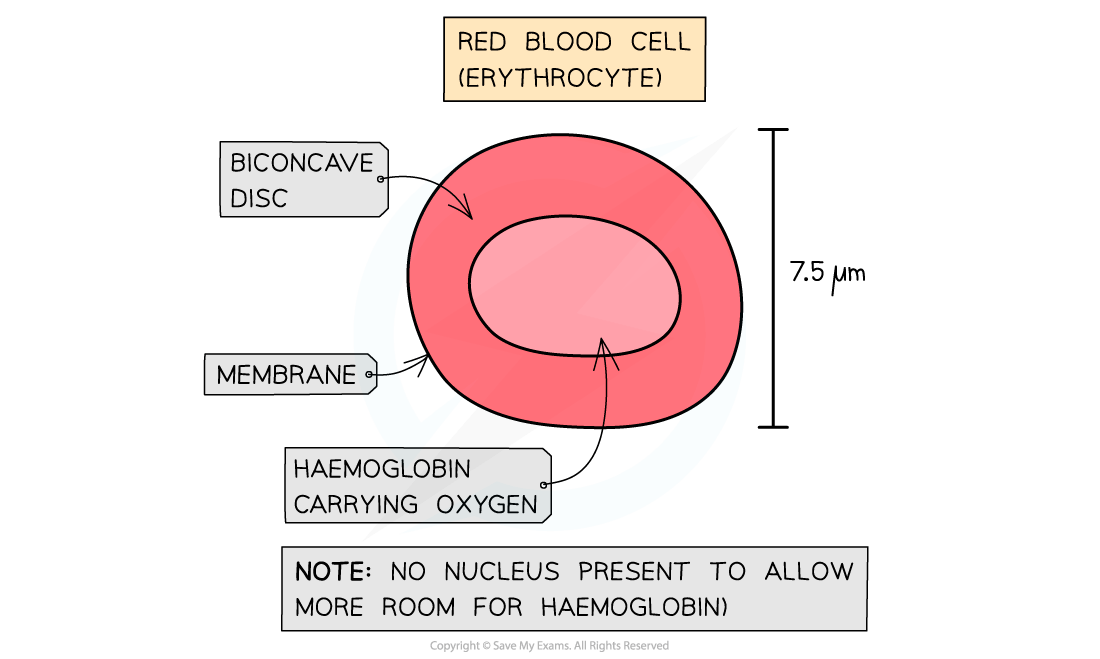 Diagram of a red blood cell showing biconcave disc shape, membrane, and haemoglobin. Size is 7.5 µm with no nucleus for more haemoglobin.