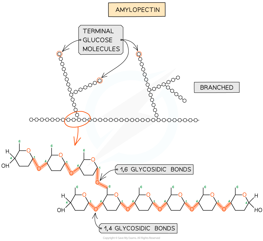 Diagram of amylopectin structure showing branched chains with terminal glucose molecules. Highlights 1,6 and 1,4 glycosidic bonds between glucose units.