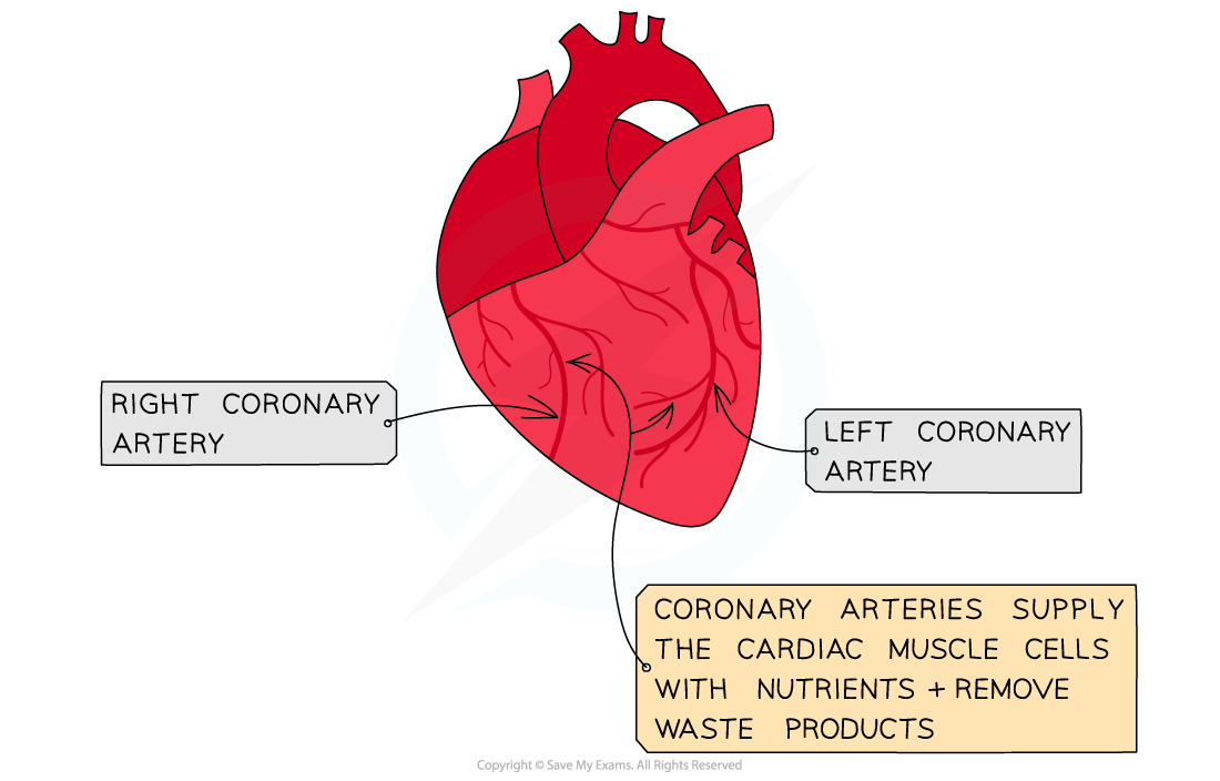 Diagram of the heart showing right and left coronary arteries, with text explaining coronary arteries supply nutrients and remove waste products.