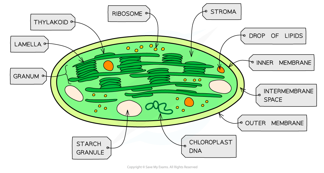 Chloroplast structure