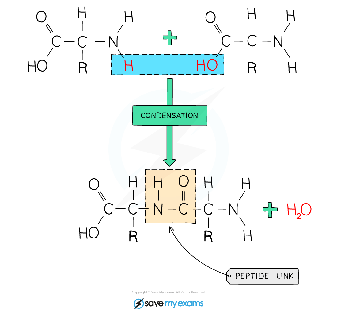Diagram showing peptide bond formation by condensation between two amino acids, releasing water. A peptide link is highlighted.