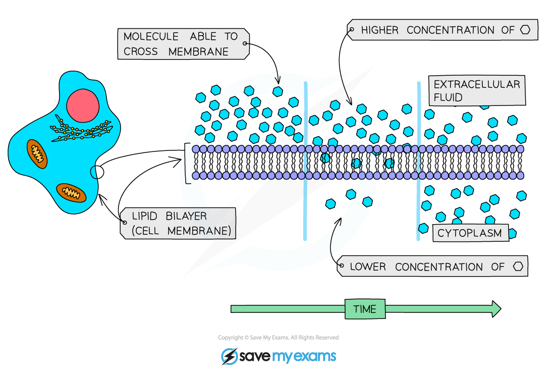 Diagram of molecular diffusion across a cell membrane, showing labelled lipid bilayer, extracellular fluid, higher concentration, and cytoplasm.