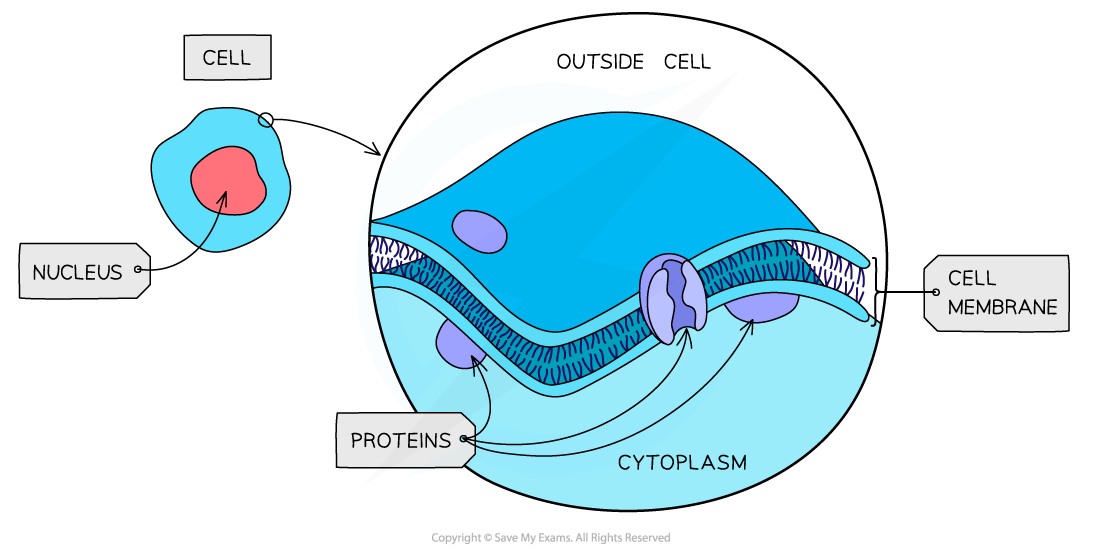 Diagram of a cell showing the nucleus, cell membrane, proteins, and cytoplasm with arrows indicating their positions and functions.