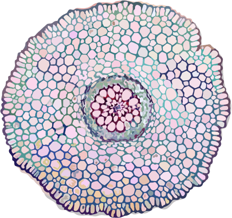 Electron micrograph of transverse root tissue