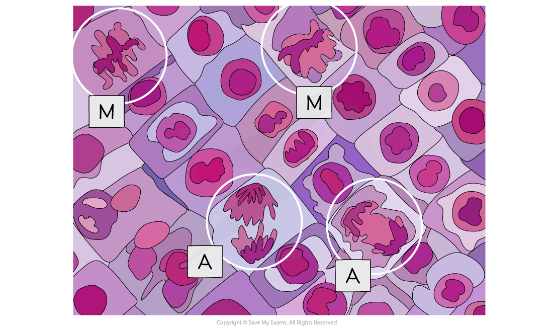Micrograph showing purple and pink cells showing stages of mitosis and anaphase. Labels 'M' for mitosis and 'A' for anaphase are highlighted in circles.
