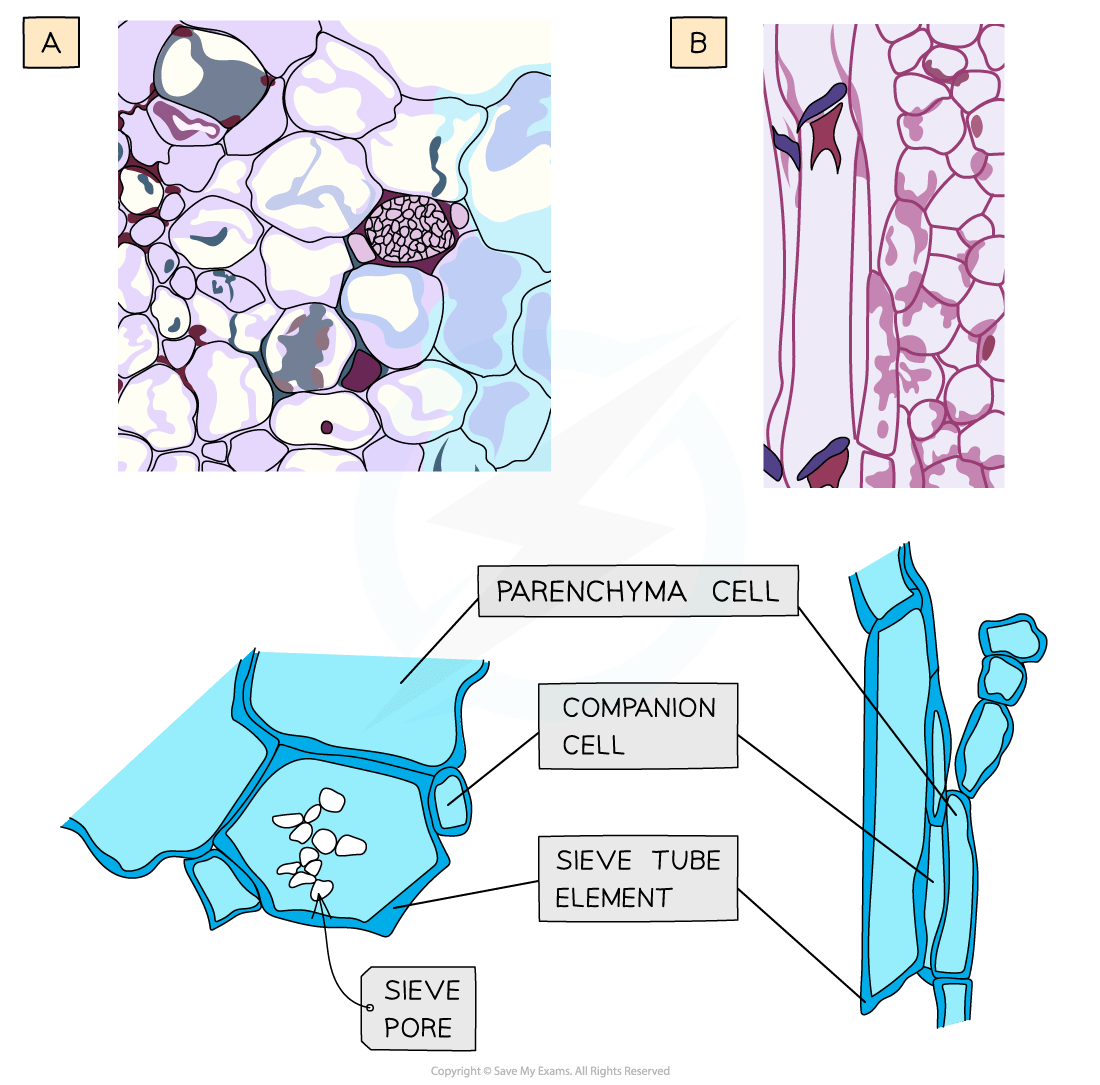 Diagram showing plant cell structures: A. Spongy mesophyll; B. Phloem tissue with detailed labels for parenchyma cell, companion cell, sieve tube, and pore.