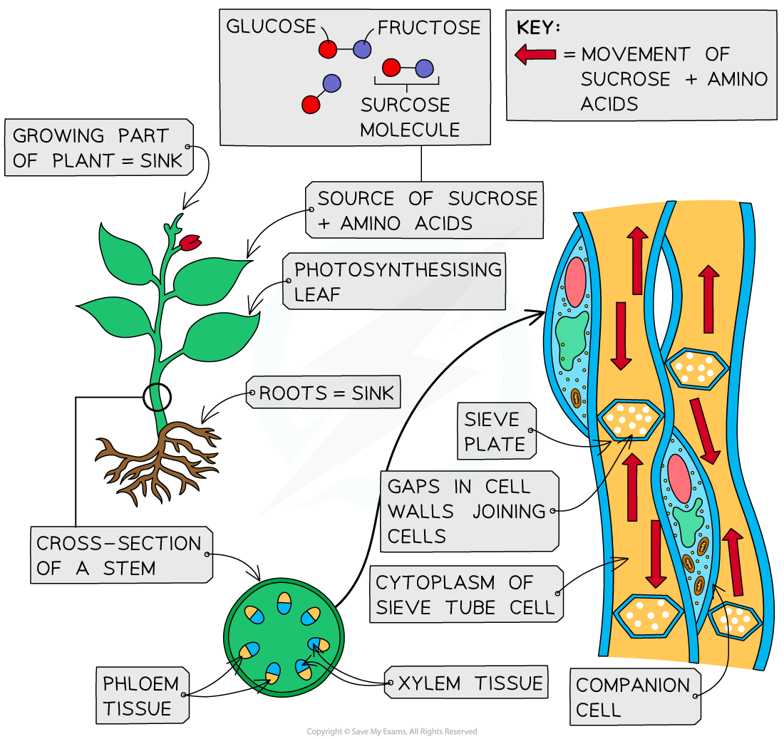 Diagram of sucrose and amino acid transport in plants, featuring labelled plant, phloem cross-section, and arrows indicating movement from source to sink.