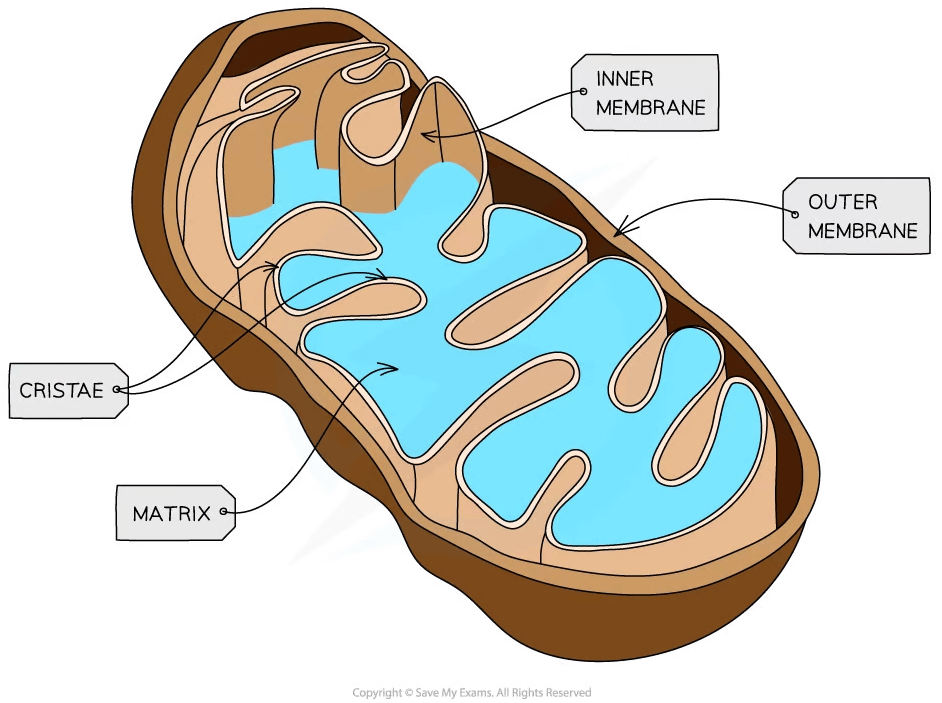 Cross-section diagram of a mitochondrion, showing inner and outer membranes, cristae, and matrix, with labels pointing to each part.