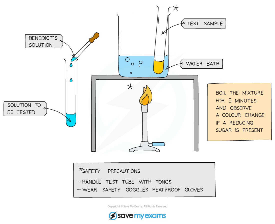 Diagram of a Benedict's test for reducing sugars, showing labelled test tubes, a water bath, and safety instructions with goggles and gloves suggested.