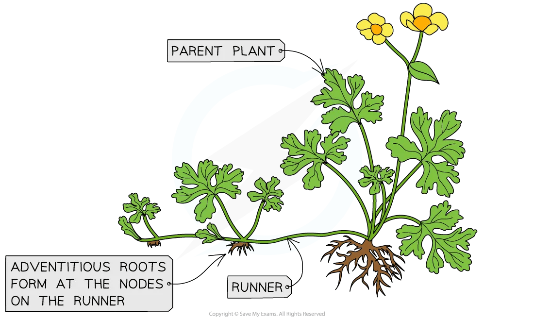 Diagram of a parent plant with leaves and yellow flowers, showing a runner with adventitious roots forming at nodes.