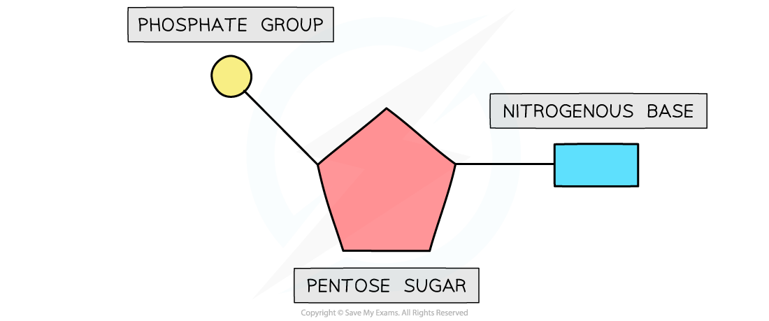Diagram of a nucleotide showing a yellow phosphate group, pink pentose sugar, and blue nitrogenous base, each labelled with text.