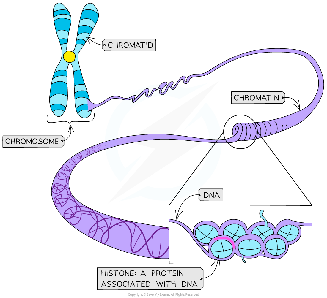 Diagram of a chromosome showing chromosome, chromatid, chromatin, and DNA wrapped around histones, illustrating genetic structure.