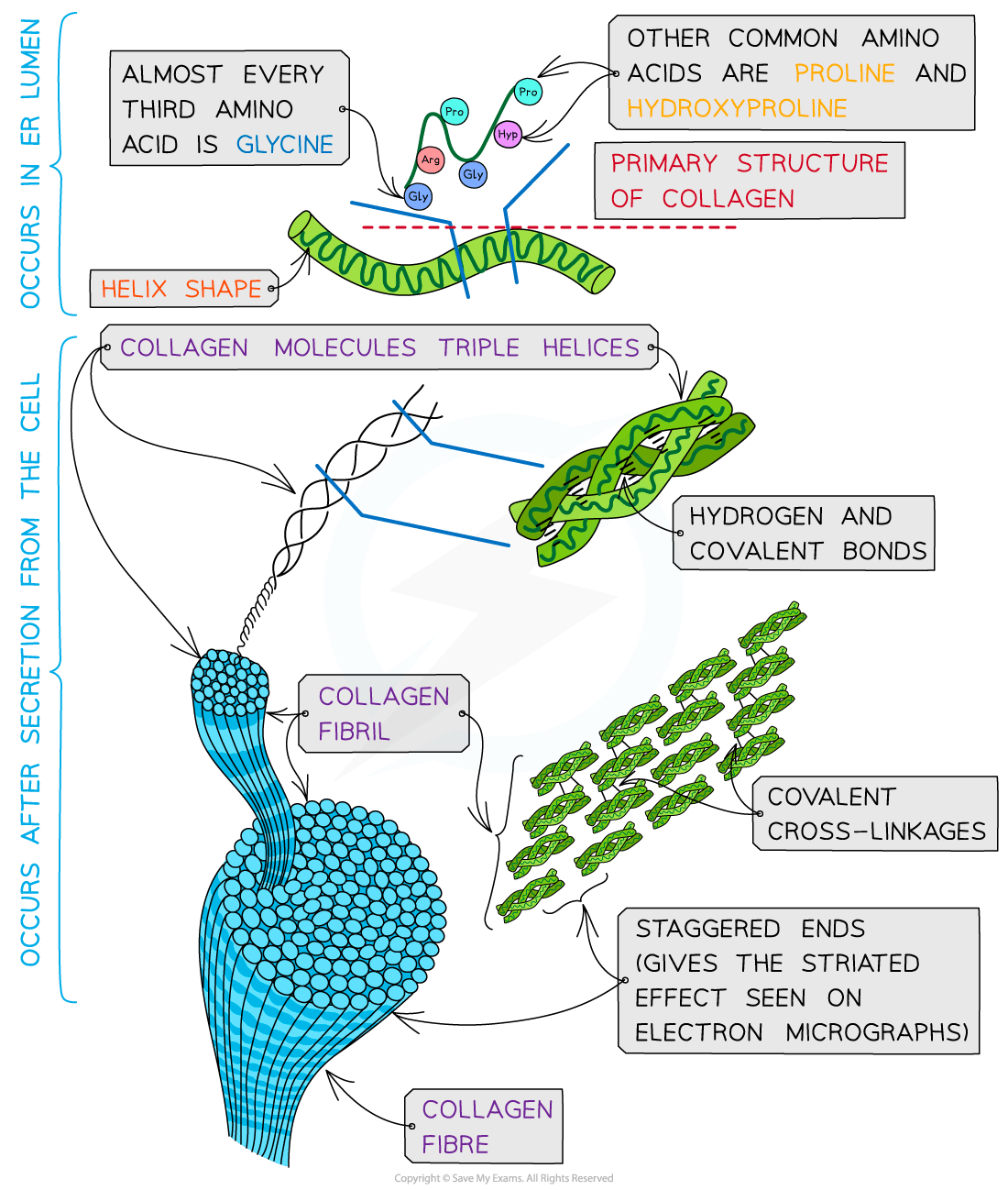 Diagram showing collagen structure from amino acids to fibres, highlighting glycine and proline's roles, triple helices formation, and bonds forming fibrils.