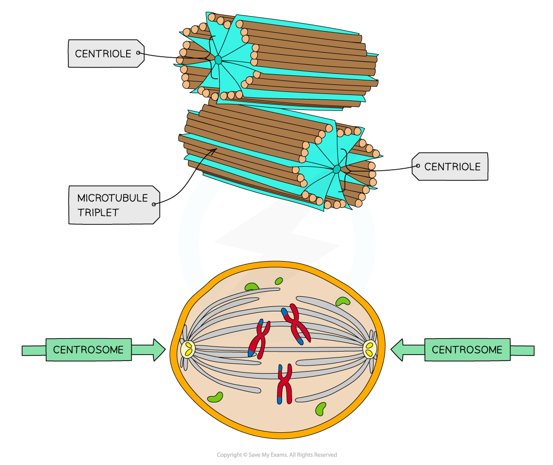 Diagram showing centrioles forming a centrosome, and the role of centrosomes in cell division