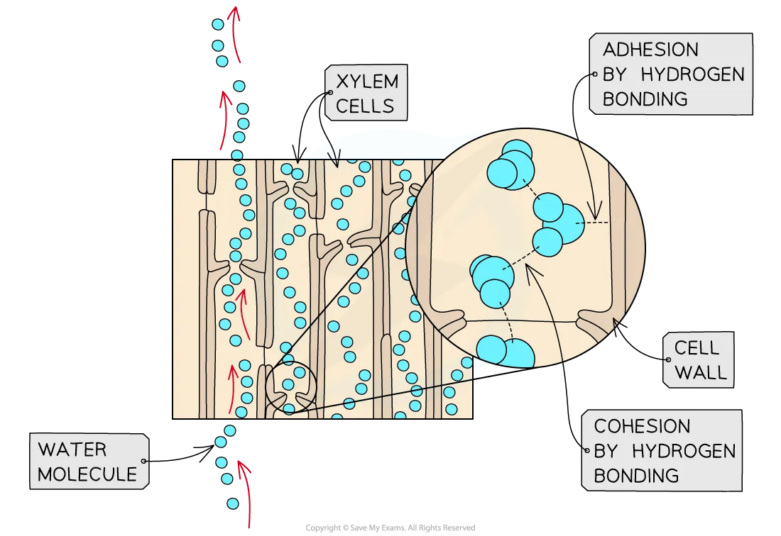 Diagram of water molecules moving through xylem cells. It shows adhesion and cohesion by hydrogen bonding along cell walls for transport.