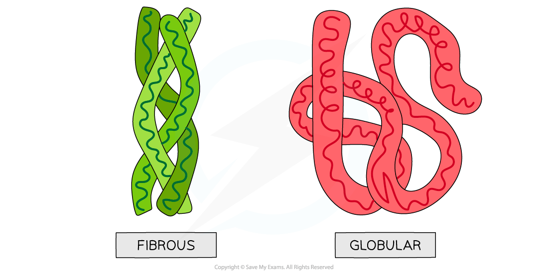 Illustration comparing fibrous protein, shown as green intertwined strands, and globular protein, depicted as a red tangled shape.