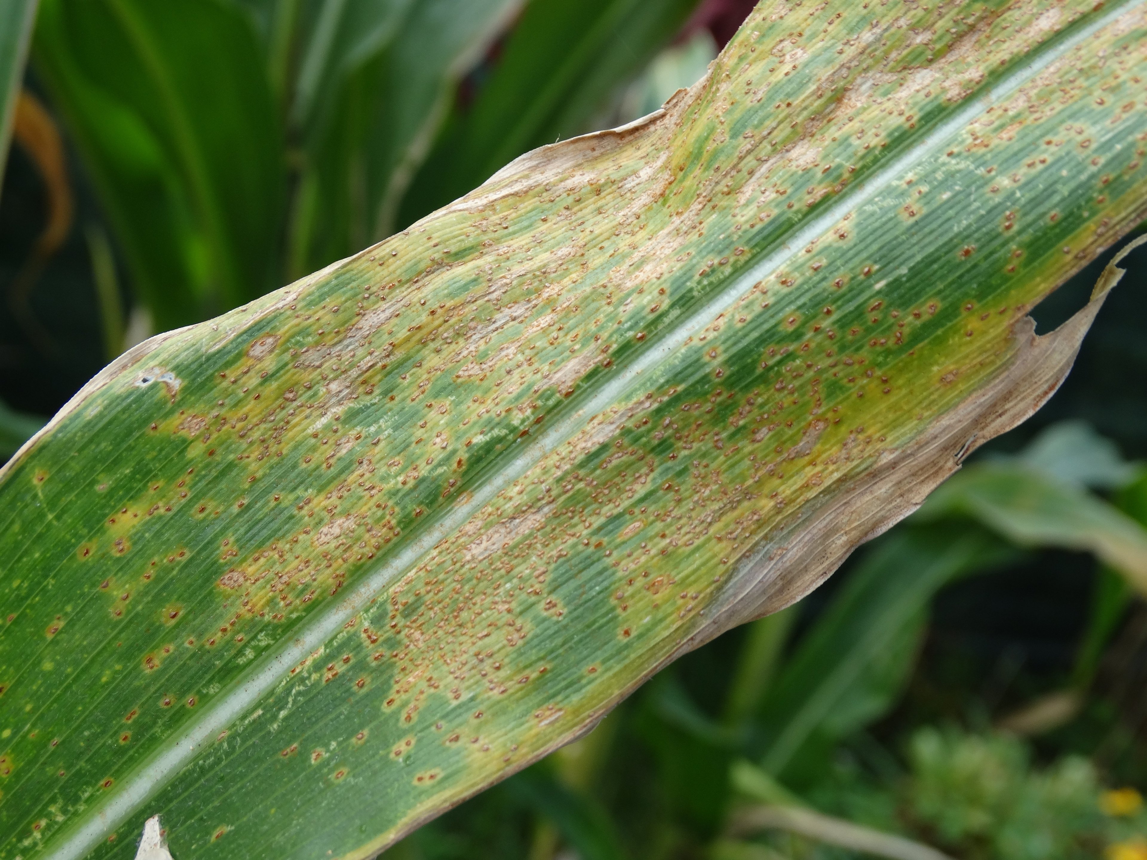 A green leaf covered with numerous small brown spots, indicating possible disease or pest damage, is shown in close-up view.