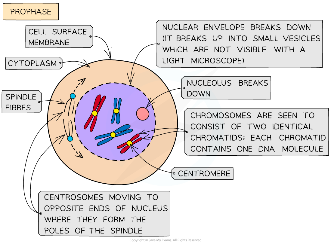 Diagram of a prophase cell detailing spindle fibres, centromeres, chromosomes, cytoplasm, and membrane. Annotations describe nuclear and nucleolus breakdown.