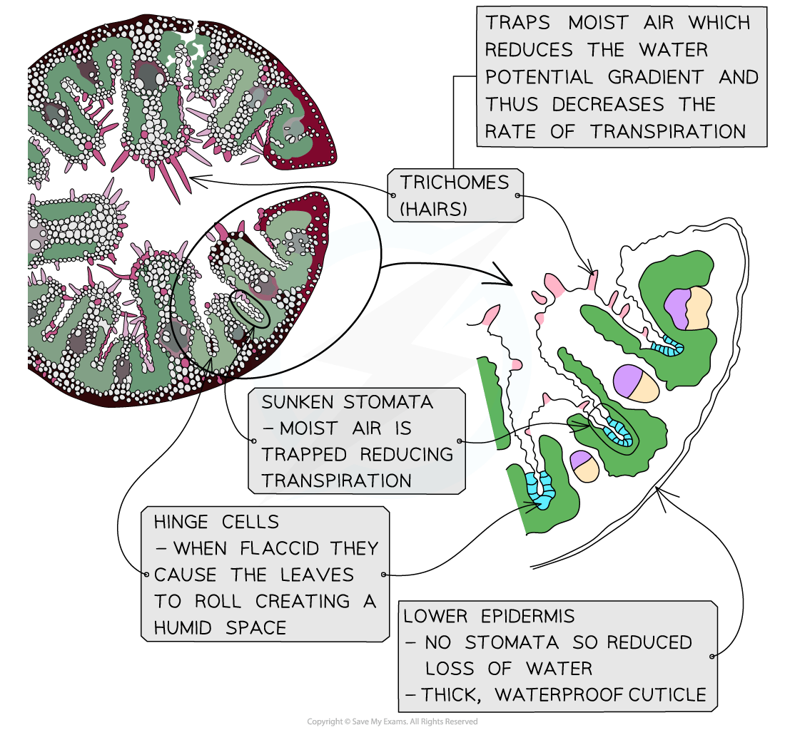Cross-section of a leaf showing trichomes, sunken stomata, hinge cells, and a thick lower epidermis, each labelled with its role in reducing transpiration.