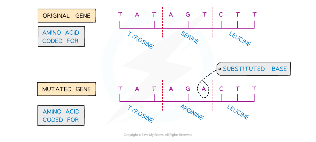 Diagram showing gene mutation with original sequence coding for tyrosine, serine, leucine, and mutated sequence coding for tyrosine, arginine, leucine.