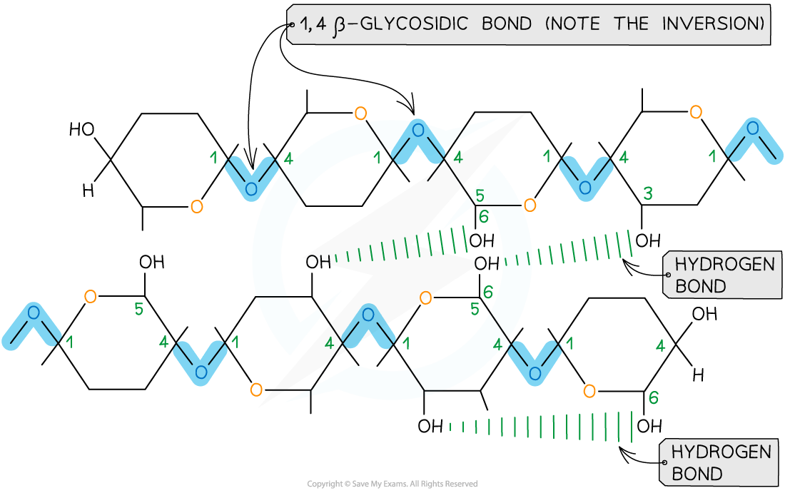 Chemical diagram of a cellulose polymer showing β-1,4 glycosidic bonds with inversion, and hydrogen bonds between parallel chains.