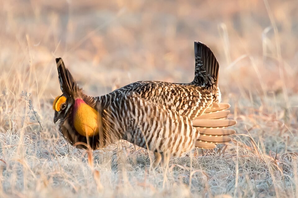 A bird with striped plumage and vibrant yellow throat displays courtship behaviour in a dry, grassy habitat during daylight.