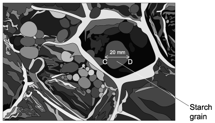 Starch grain micrograph with a 20 mm scale measurement marked C to D.