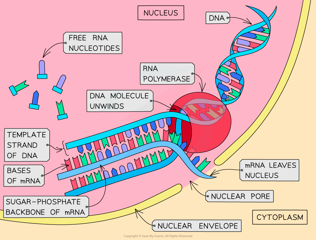 Diagram illustrating DNA transcription in a cell nucleus, showing DNA unwinding, RNA polymerase activity, and mRNA formation and exit to cytoplasm.