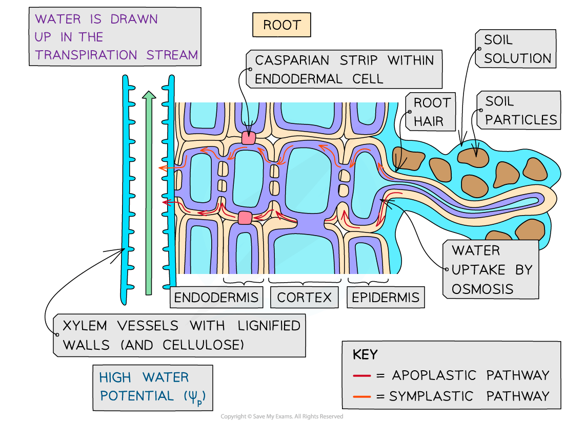 Diagram illustrating water uptake in roots, showing apoplastic and symplastic pathways through root hair, cortex, endodermis, and xylem vessels.