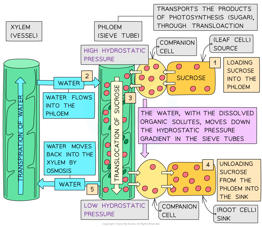Diagram illustrating phloem translocation of sucrose from leaves to roots. Shows movement of water, solutes, and pressure changes in plant vessels.