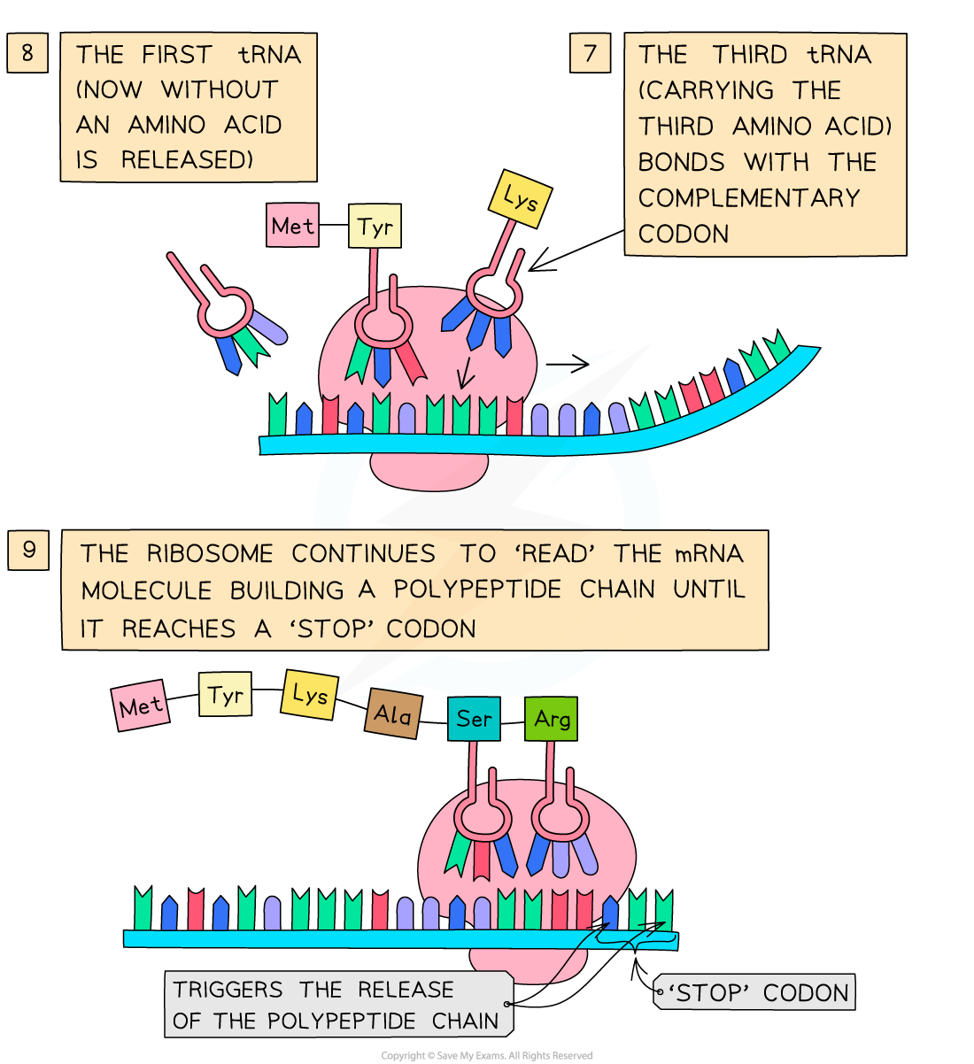 Diagram showing tRNA adding amino acids to a growing polypeptide chain in a ribosome on mRNA, illustrating protein synthesis stages with labels.