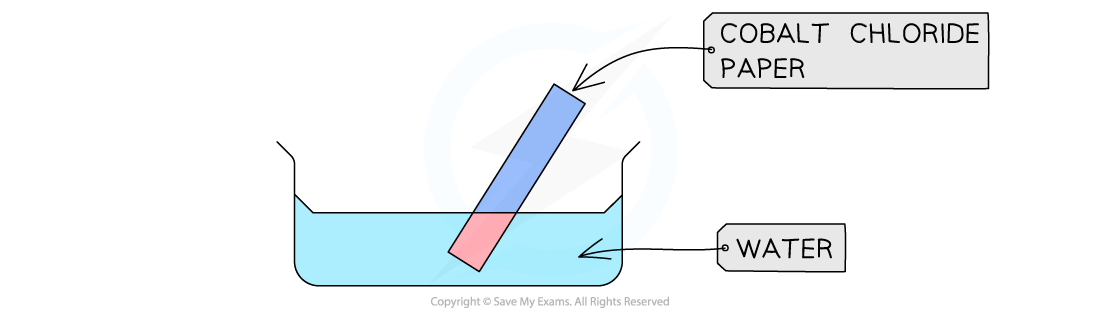 Diagram showing cobalt chloride paper partially submerged in water, indicating a colour change from blue to pink upon contact with moisture.