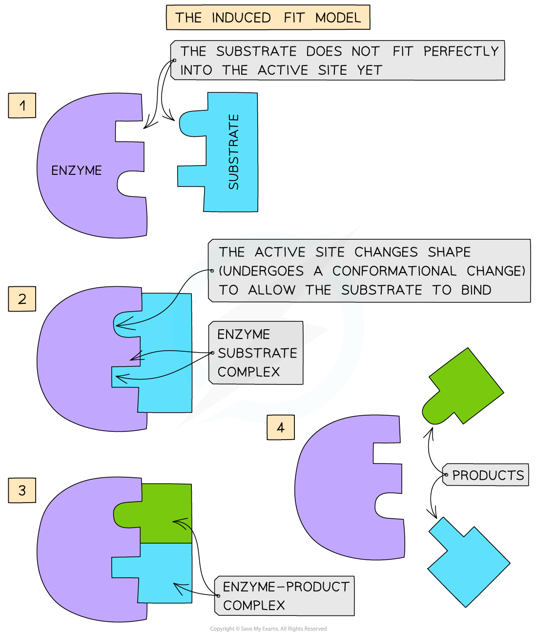 Diagram illustrating the induced fit model of enzyme action with four stages: substrate binding, conformational change, complex formation, and product release.