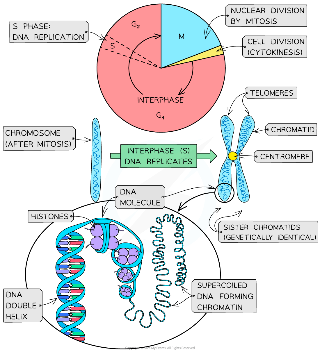 Diagram showing cell cycle phases: interphase with DNA replication, mitosis, cytokinesis; chromosome structure with chromatids and centromere.